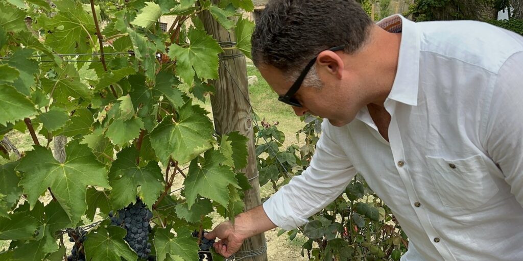 a man checking the grapes