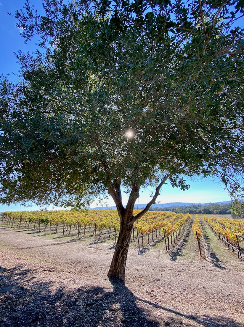 rays of sun trough the tree